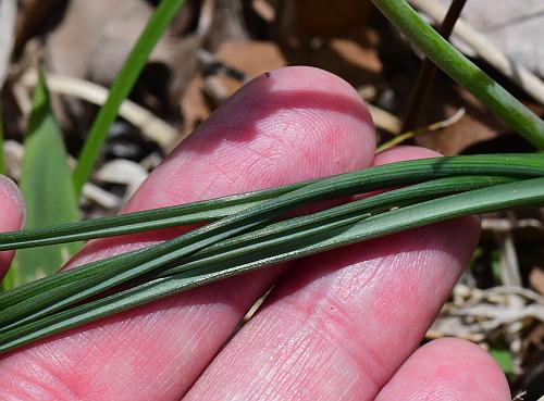 Muscari_racemosum_leaves2.jpg