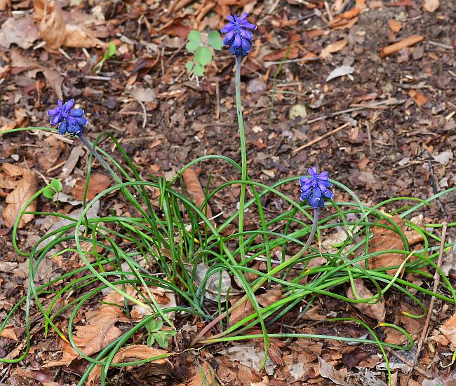 Muscari_racemosum_plant.jpg