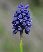 Muscari racemosum thumbnail