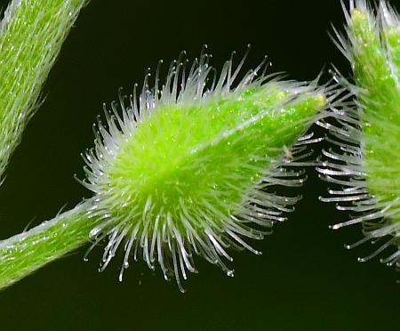 Myosotis_macrosperma_fruit.jpg