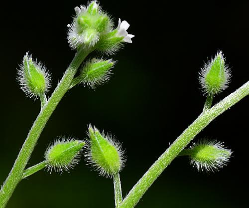 Myosotis_macrosperma_fruits.jpg