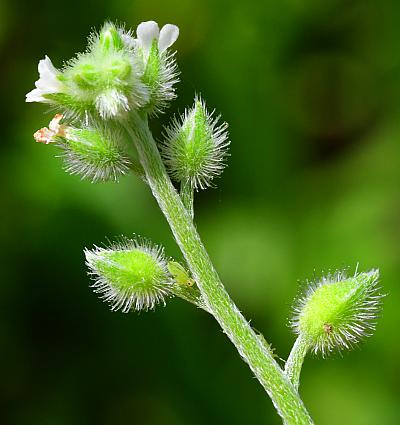 Myosotis_macrosperma_inflorescence.jpg