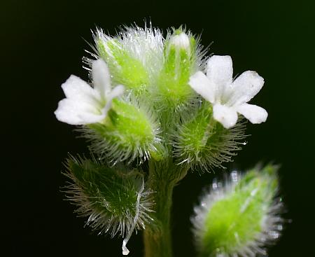 Myosotis_macrosperma_inflorescence2.jpg