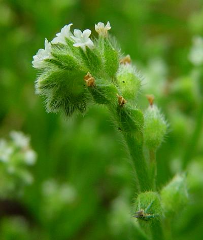 Myosotis_macrosperma_inflorescence3.jpg