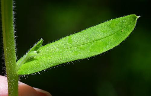 Myosotis_macrosperma_leaf1.jpg