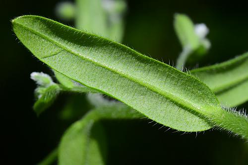Myosotis_macrosperma_leaf2.jpg