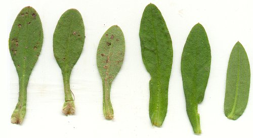 Myosotis_macrosperma_leaves.jpg