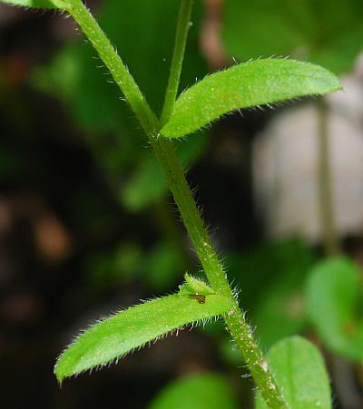 Myosotis_macrosperma_leaves1.jpg