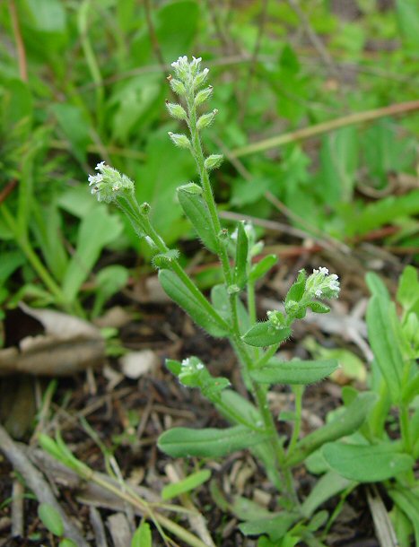 Myosotis_macrosperma_plant.jpg