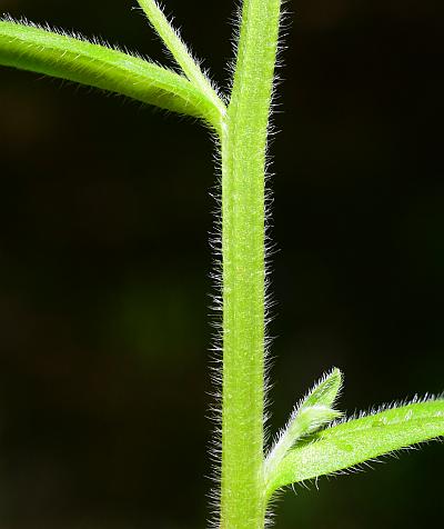 Myosotis_macrosperma_stem.jpg