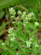 Myosotis macrosperma thumbnail