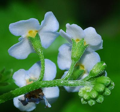 Myosotis_scorpioides_calyces.jpg