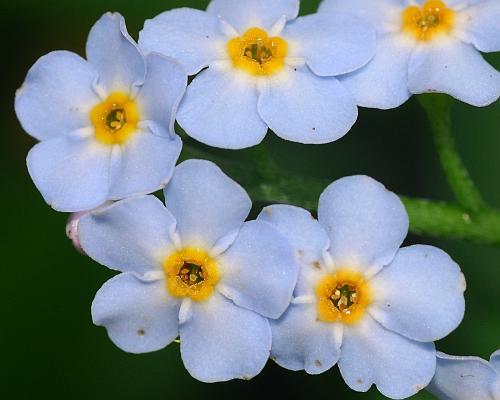 Myosotis_scorpioides_corollas.jpg