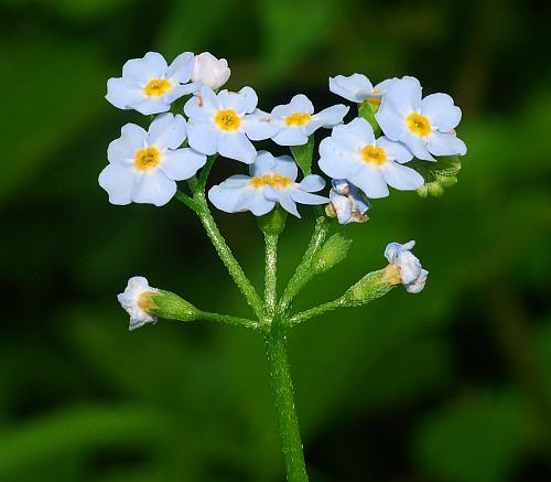 Myosotis_scorpioides_inflorescence.jpg