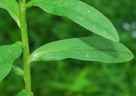 Myosotis_scorpioides_leaf1.jpg