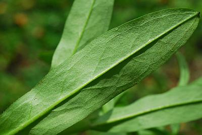 Myosotis_scorpioides_leaf2.jpg