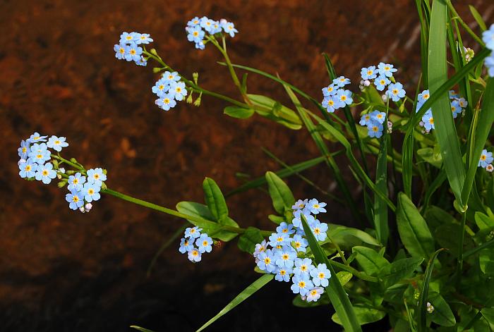 Myosotis_scorpioides_plant.jpg