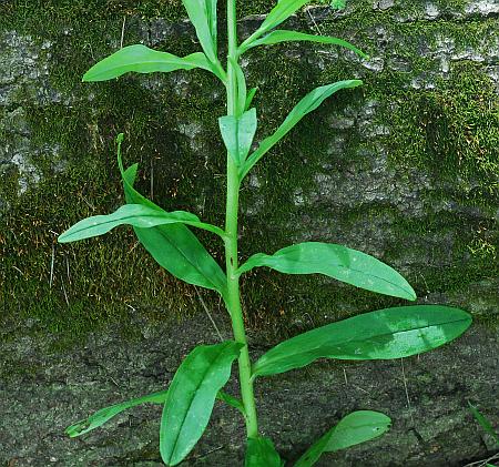 Myosotis_scorpioides_stem.jpg