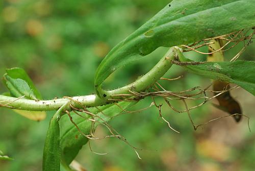 Myosotis_scorpioides_stem3.jpg