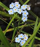 Myosotis scorpioides thumbnail