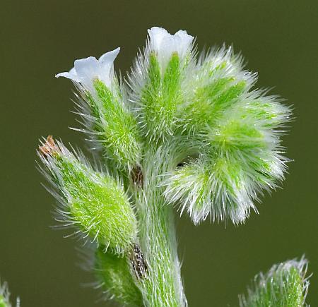 Myosotis_verna_calyces.jpg