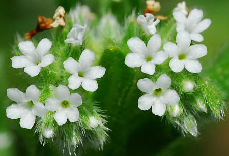 Myosotis_verna_flowers.jpg