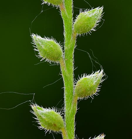 Myosotis_verna_fruits1.jpg