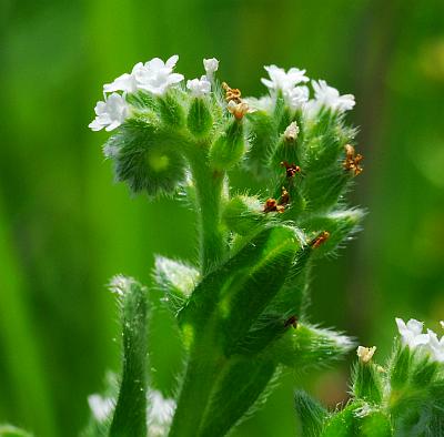 Myosotis_verna_inflorescence.jpg