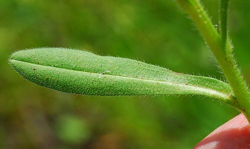 Myosotis_verna_leaf1.jpg