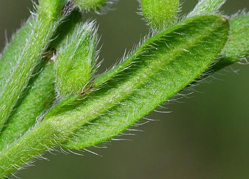 Myosotis_verna_leaf2.jpg