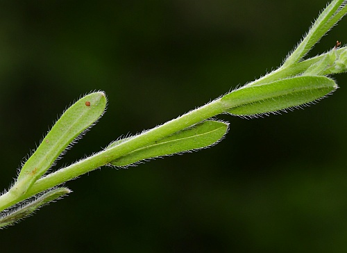 Myosotis_verna_leaves.jpg