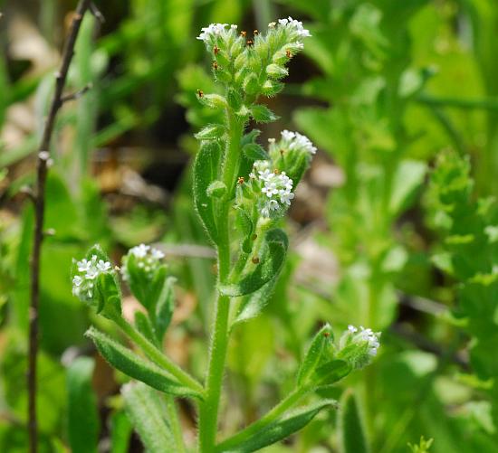 Myosotis_verna_plant.jpg