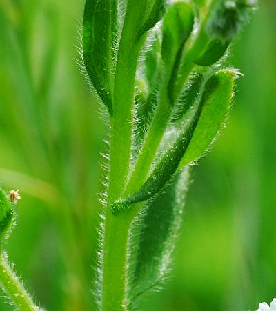 Myosotis_verna_stem.jpg