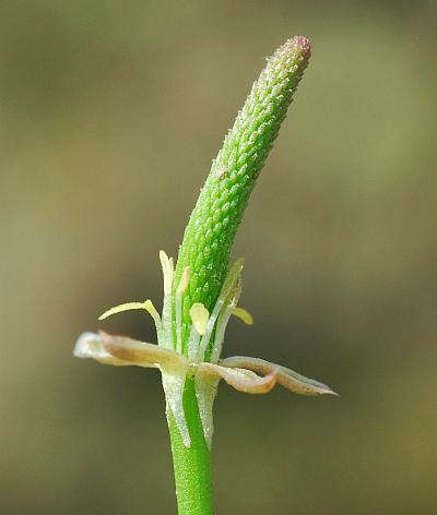 Myosurus_minimus_flower.jpg