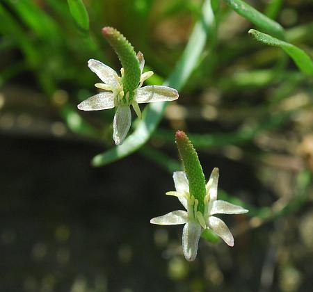 Myosurus_minimus_flowers1.jpg