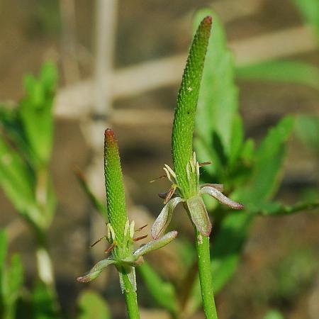 Myosurus_minimus_flowers2.jpg