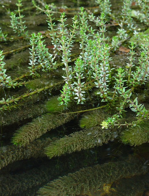 Myriophyllum_heterophyllum_plant.jpg