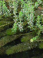 Myriophyllum heterophyllum thumbnail