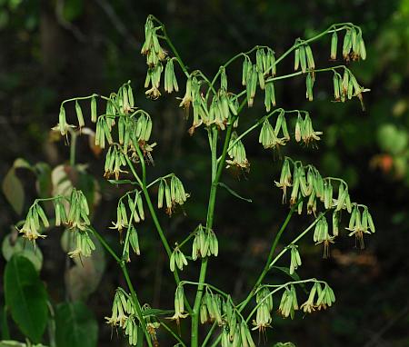 Nabalus_altissimus_inflorescence.jpg