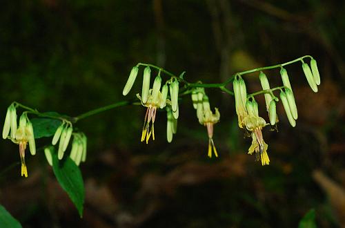 Nabalus_altissimus_inflorescence2.jpg