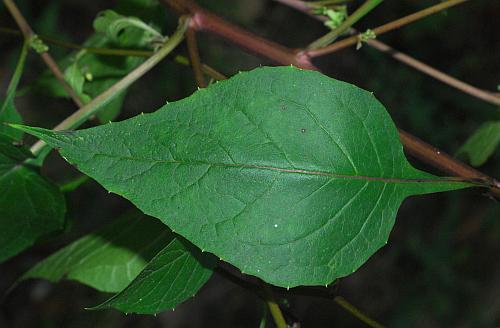 Nabalus_altissimus_leaf1c.jpg