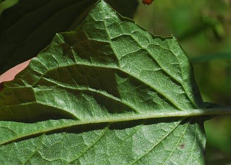 Nabalus_altissimus_leaf2.jpg