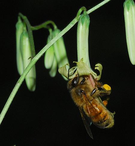 Nabalus_altissimus_pollination.jpg