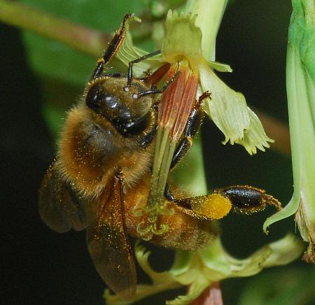 Nabalus_altissimus_pollination2.jpg