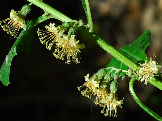 Nabalus_crepidineus_inflorescence.jpg