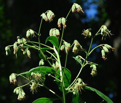 Nabalus_crepidineus_inflorescence2.jpg