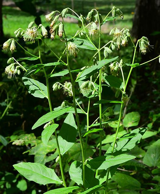 Nabalus_crepidineus_plant.jpg