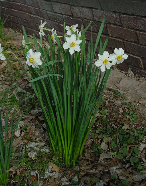Narcissus_poeticus_plant.jpg