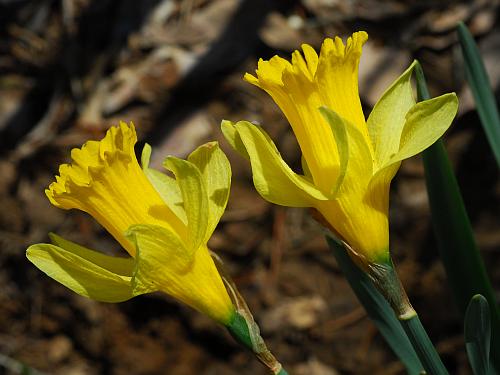 Narcissus_pseudonarcissus_flower2.jpg