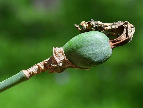 Narcissus_pseudonarcissus_fruit1.jpg